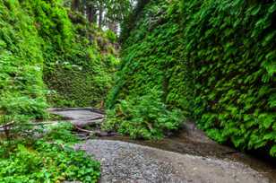 Fern Canyon-3140.jpg